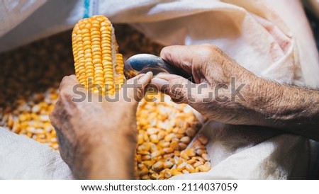 Elderly man hands unwrapping yellow corn kernels with spoon and prying them from pods. Animal feed. Selective focus.