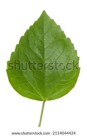 Hibiscus green leaf isolated on white background with clipping path.top view.