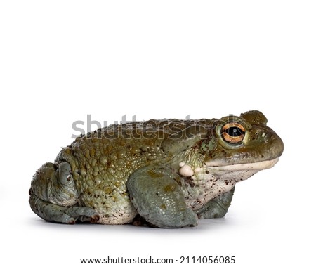 Bufo Alvarius aka Colorado River Toad, sitting side ways. Looking ahead with golden eyes. Isolated on white background. Royalty-Free Stock Photo #2114056085