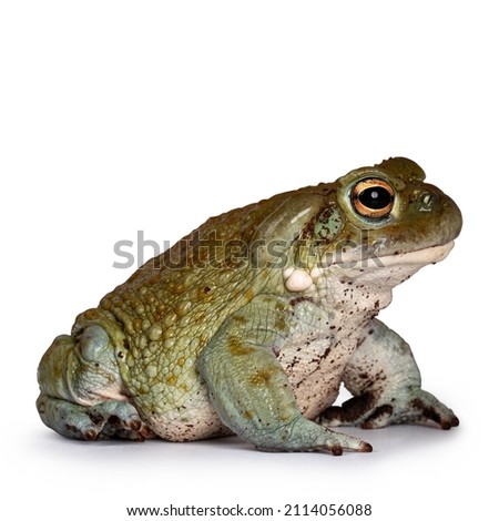 Bufo Alvarius aka Colorado River Toad, sitting side ways. Looking ahead with golden eyes. Isolated on white background. Royalty-Free Stock Photo #2114056088