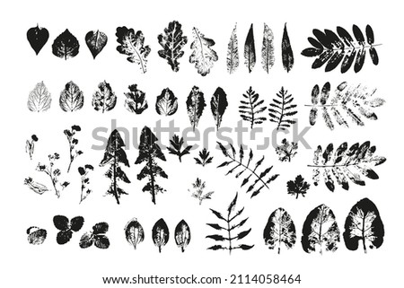 black  leaves imprints on white background. Hand drawn floral elements. set vector foliage stamp. Collection of maple, rowan, oak, birch and other leaf tree Royalty-Free Stock Photo #2114058464