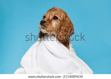 Funny wet puppy of the golden cocker spaniel breed after bath wrapped in white towel. Just washed cute dog in bathrobe on blue background. Royalty-Free Stock Photo #2114089634