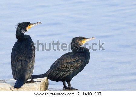 Great cormorant on the lake coast