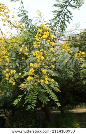 Senna spectabilis (golden wonder tree, American cassia, popcorn tree, Cassia excelsa, golden shower tree or Archibald's cassia) leaves and flowers tree in the park Royalty-Free Stock Photo #2114108930