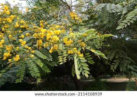 Senna spectabilis (golden wonder tree, American cassia, popcorn tree, Cassia excelsa, golden shower tree or Archibald's cassia) leaves and flowers tree in the park Royalty-Free Stock Photo #2114108939