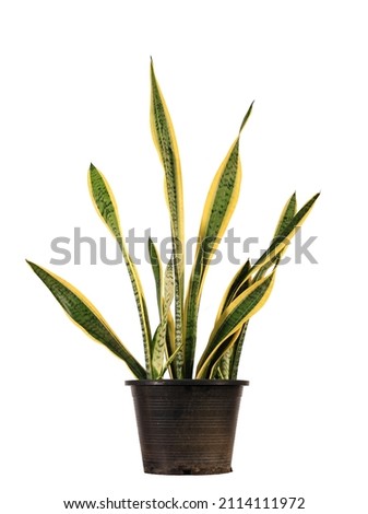  Isolate Real Snake Plant in pot for Indoor and Outdoor Home Office Decor