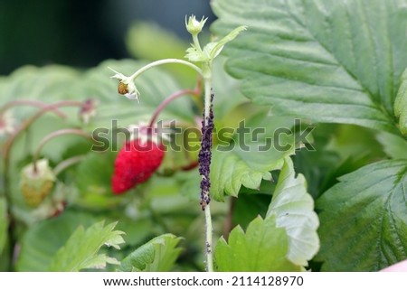 Collony of strawberry aphid - Aphis forbesi on wild strawberry in garden.
