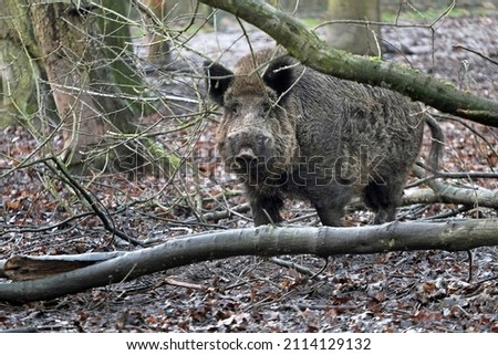 Open wild boar enclosure in the wild animal enclosure Krefeld Huelser Berg.etc. Wild boar in the wild animal enclosure and on a pillar.  Royalty-Free Stock Photo #2114129132