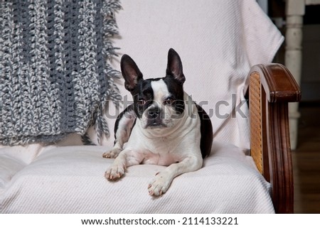 Boston Terrier dog indoors lying on couch. Family pet on furniture