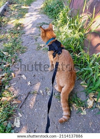 Walking a pet cat on a leash in the summer on the street. A cowardly red striped mongrel cat in a blue collar and a black harness.