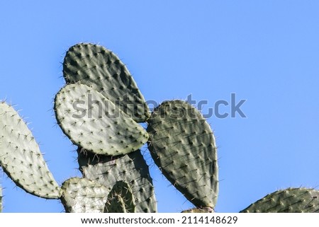 Cactus bud against a blue sky