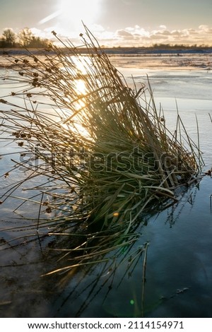 Completely frozen pool of the Bug river in winter, coastal meadows, snow, ice, a tuft of grass on an islet of sand, sunny day