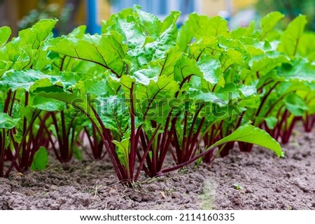 Young fresh beet leaves. Beetroot plants in a row from a close distance Royalty-Free Stock Photo #2114160335