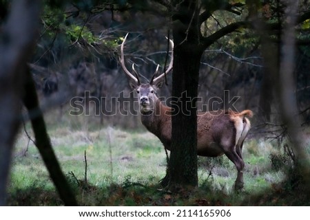 Wild red deer in Mesola Nature Reserve Park, Ferrara, Italy - This is an autochthonous protected species, Mesola Deer, the last in italian territory - Protected wildlife concept Royalty-Free Stock Photo #2114165906