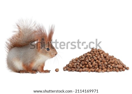 squirrel sits with bunch of hazelnuts isolated on white background