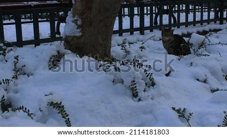 Photo of a cute stray cat posing on the cotton-like snow, where the blue color of the sky is reflected on the white snow cover in the first light of the morning