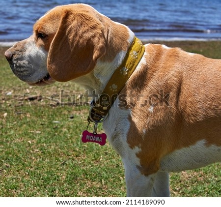Beagle dog walking in proffile at lake in Potrero de Garay at Cordoba Argentina. the dog is wearing a name tag. Horizontal
