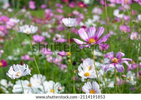 Pink and white cosmos on a colorful and blurred flower field background
