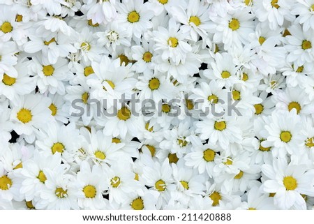 white daisy background texture outdoor