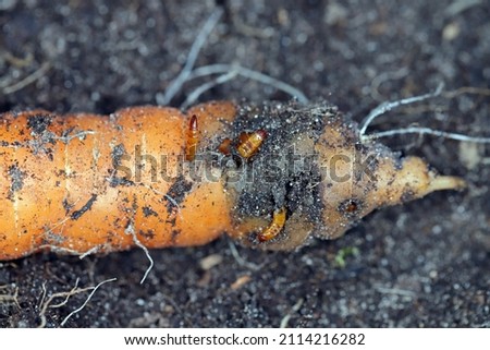 Carrot root destroyed by larvae of Elateridae - Click beetles family called wireworms.