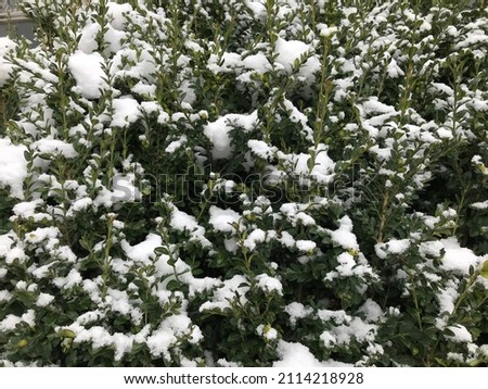 Fir covered with snow after the snowfall outdoors in the forest on white snowy background, copy space. Christmas and new year festive concept. Beautiful winter season background. Soft selective focus.