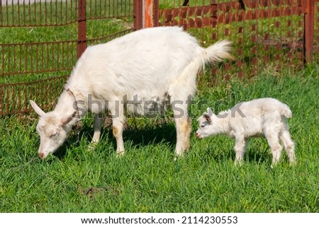 Little white goat near mother goat on pasture