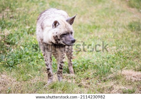 Intriguing hyena looking sideways on a grassy ground