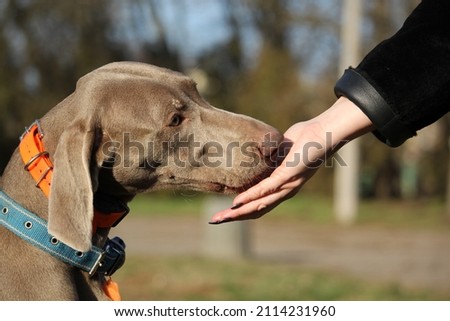 Portrait of a Weimaraner dog with. Hunting dog. Dog eats from hand Royalty-Free Stock Photo #2114231960