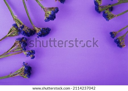 Blue flowers of immortelles on very peri background. Copy space. Top view, flat lay, frame. High resolution