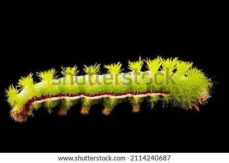 A Io moth caterpillar and black background 