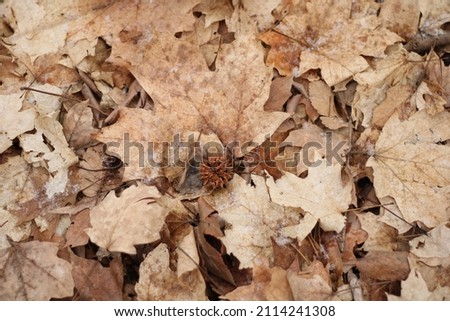 Sweet gum ball lying on many brown leaves.  Great for a backdrop and educational purposes.