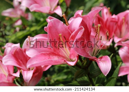 Large flowerbed with pink lilies in park Gor'kogo, Moscow, Russia Royalty-Free Stock Photo #211424134