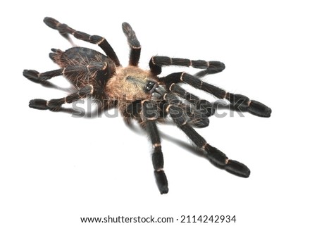Closeup picture of a female Taksinus bambus (Theraphosidae: Ornithoctoninae), a newly described tarantula spider genus and species living in bamboo culms in northern Thailand.