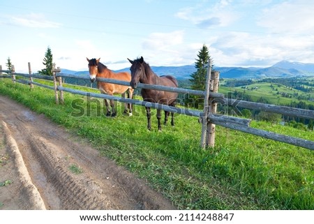 Two horses near wood fence on the mountain pasture, panoramic view of mountain village and Chornohora range.  Ukraine, Carpathians.