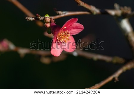 Detail of blossoming Maule's quince (Chaenomeles Japonica) deep pink colored flowers