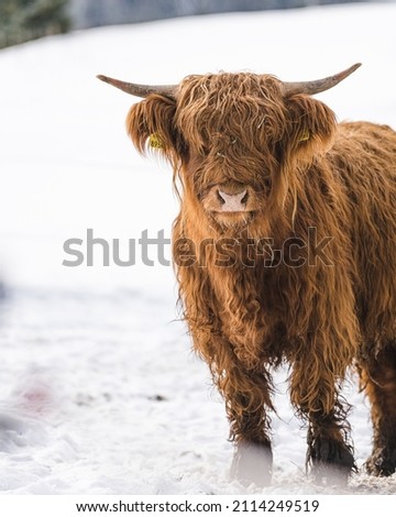 Austrian Highland Cow standing in the snow