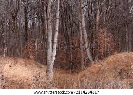 A forest scene in fall and winter colors of brown, tan, and gold