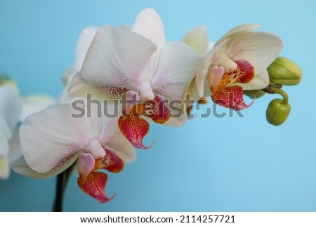 White Orchid with delicate petals and buds , white orchid with red and yellow patterns in the central petals, flowers on blue background macro, beauty in nature, tropical flowers, floral photo