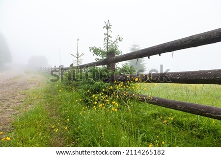 Small spruce tree near wood fence on a foggy summer morning, silhouette of a house in dense fog. Ukraine, Carpathians.