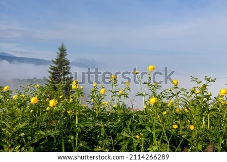 Yellow flowers on the background of mountains in dense fog. Ukraine, Carpathians.