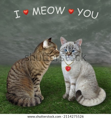A beige cat in love kisses its ashen lover in a meadow. I meow you.
