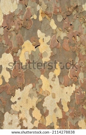 London plane bark detail - Latin name - Platanus x hispanica (Platanus x acerifolia) Royalty-Free Stock Photo #2114278838