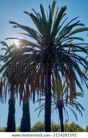 Palm trees with many leaves backlit