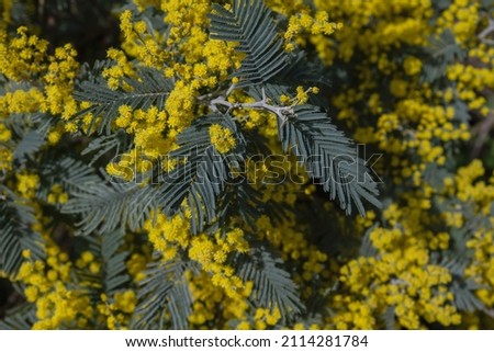 Acacia dealbata silver wattle yellow flowers blooming close up Royalty-Free Stock Photo #2114281784