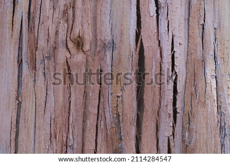 Detail of beautiful wood strands from a living eucalyptus tree.