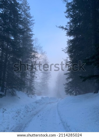foggy and snowy way in the forest in winter
