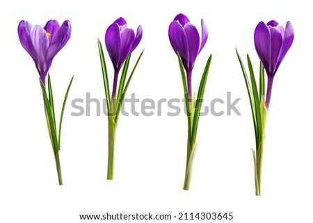 Beautiful crocus flowers isolated on white background for your greeting card design Royalty-Free Stock Photo #2114303645