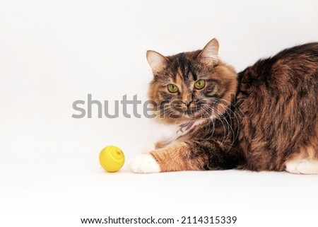 A cat of red plays yellow ball on isolated