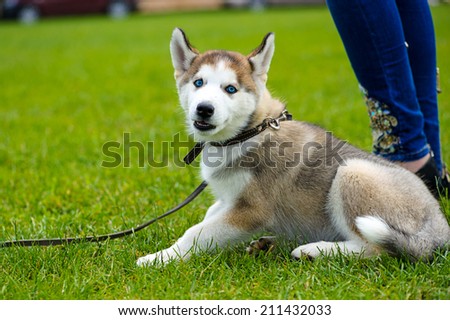 Cute little siberian husky puppy outdoors