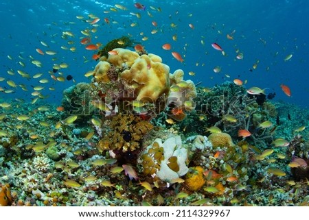 A healthy, biodiverse coral reef thrives in the waters near Alor, Indonesia. This remote region, part of the Lesser Sunda Islands, is known for both marine biological diversity and active volcanoes. Royalty-Free Stock Photo #2114329967